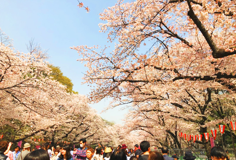 【春のイベント】花見を開催しました！毎年恒例、上野恩賜公園で、新入社員も交え、賑やかなひと時でした。