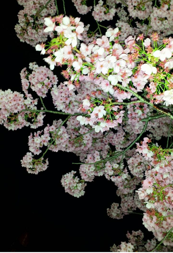 上野城址公園で、今年の花見を開催！大勢の賑わいのなか、夜桜を堪能しました